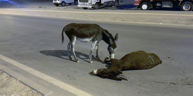 Otomobilin çarptığı eşek öldü, yavrusu başından ayrılmadı