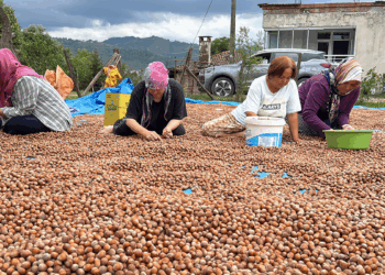 Ordu’da üreticilerin fındık kurutma mesaisi başladı