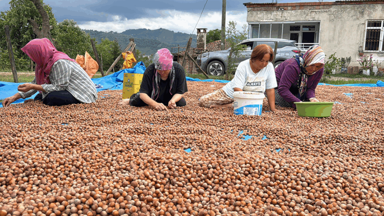 Ordu’da üreticilerin fındık kurutma mesaisi başladı