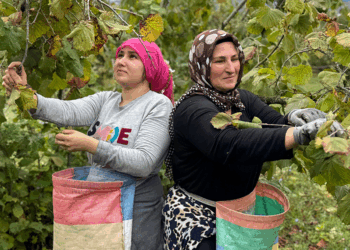 Ordu'nun 'yeşil altını' fındıkta hasat sezonu başladı