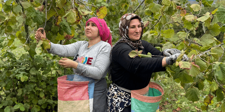 Ordu'nun 'yeşil altını' fındıkta hasat sezonu başladı