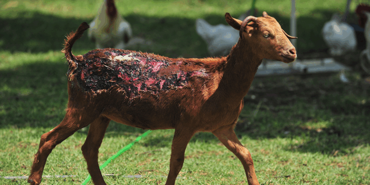 Orman yangınlarından kurtarılan hayvanlar, Emekli Hayvanlar Çiftliği'nde