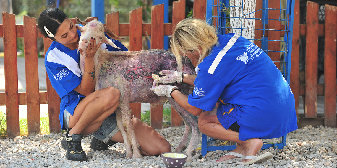 Orman yangınlarından kurtarılan hayvanlar, Emekli Hayvanlar Çiftliği'nde