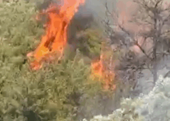 Osmaniye'nin Düziçi ilçesinde orman yangını