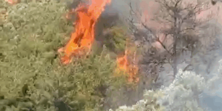 Osmaniye'nin Düziçi ilçesinde orman yangını