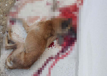 Kendisine saldırdığını ileri sürdüğü sokak köpeğini tabancayla öldürdü