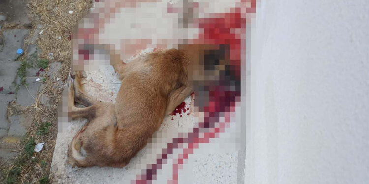 Kendisine saldırdığını ileri sürdüğü sokak köpeğini tabancayla öldürdü