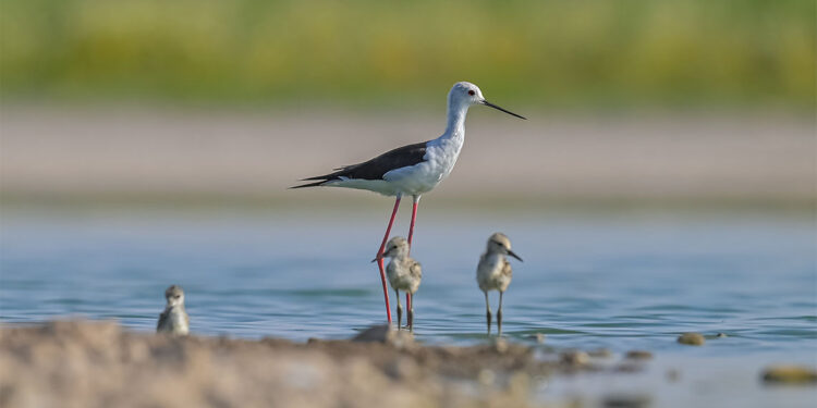 Çekilen görüntüler, Kabaklı Göleti’nin ‘kuş üreme alanı’ olduğunu destekliyor