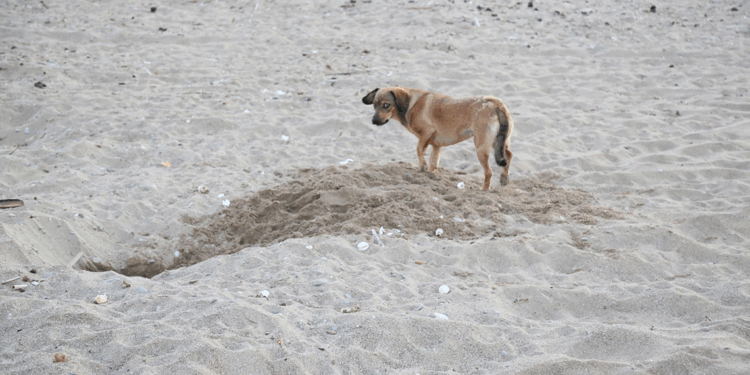 Para karşılığı caretta yuvalarını turistlere açıyorlar