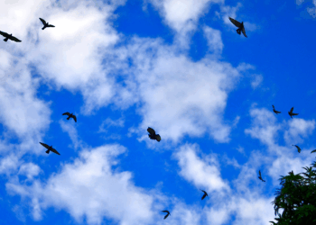 Pen, Zen ve Derin Abla