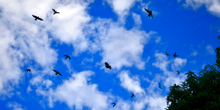 Pen, Zen ve Derin Abla