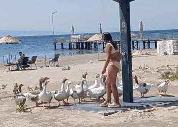 Şartlı tahliye edilen kazlar sahile inip, tatilcilerle duş alıyor