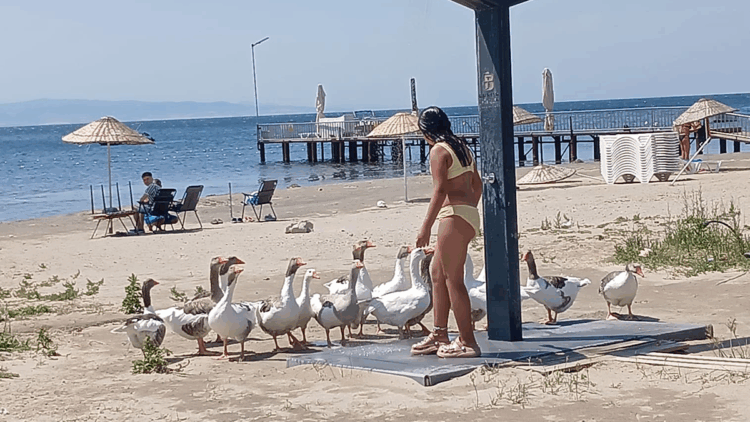 Şartlı tahliye edilen kazlar sahile inip, tatilcilerle duş alıyor