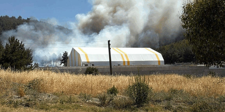 Soma'da ormanda yangın çıktı