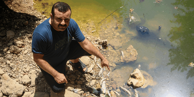 Su seviyesi düşen deredeki endemik yüzlerce balık öldü