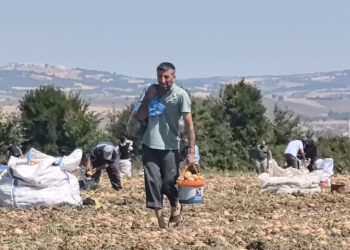 Tarlasındaki patatesleri ücretsiz dağıttı