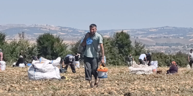 Tarlasındaki patatesleri ücretsiz dağıttı