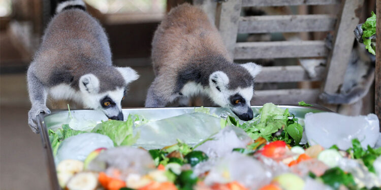 Tarsus Doğa Parkı’nda sıcaktan etkilenen hayvanlara buzlu meyve