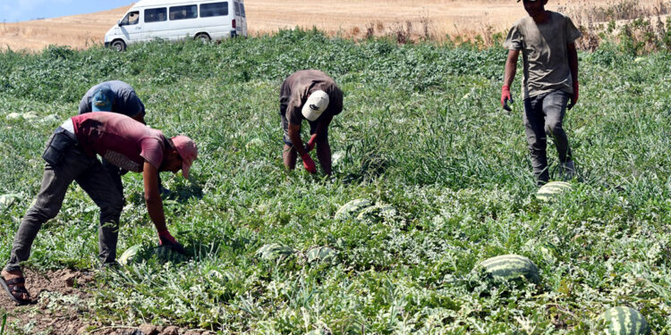 Türkmenli Göleti'nde su seviyesi düştü, karpuz ekimi azaldı