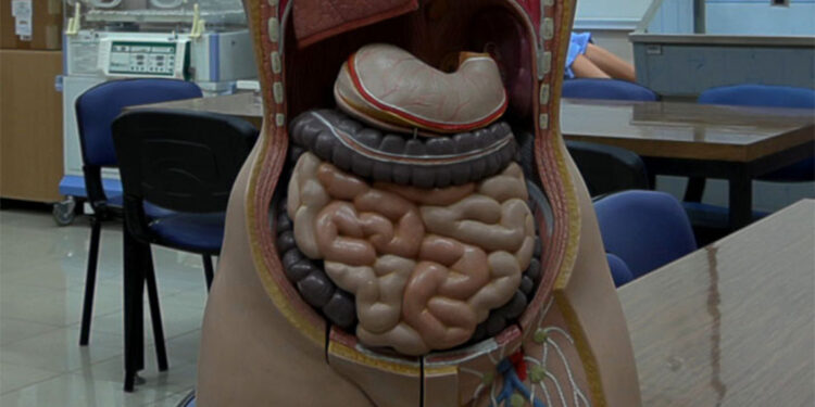 Bağırsaklarınız sağlıklı olursa kendinizi daha iyi hissedersiniz