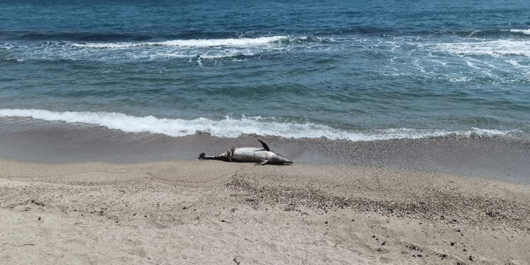 Tekirdağ'da kıyıya ölü yunus vurdu
