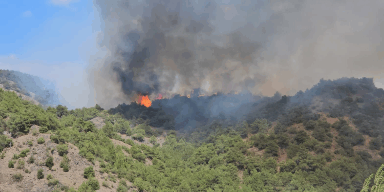 Tokat'ın Erbaa ilçesinde orman yangını çıktı