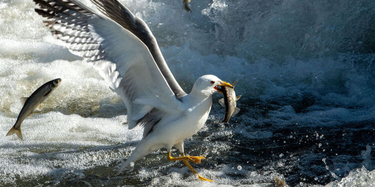 Van Gölü'nde avlanabilir balık stoku 7 bin 500 ton