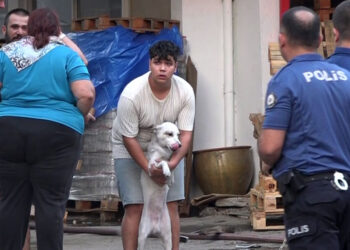 Yangın çıkan dairede mahsur kalan 2 köpek kurtarıldı