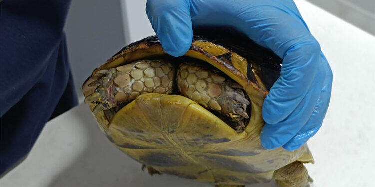 Yangında kurtarılan kaplumbağa, travma nedeniyle kafasını kabuğundan çıkarmıyor