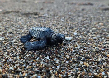 5 bini aşkın yavru caretta denizle buluştu