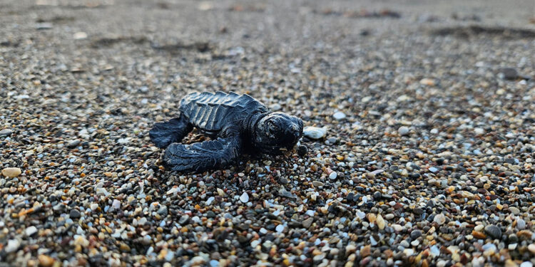 5 bini aşkın yavru caretta denizle buluştu
