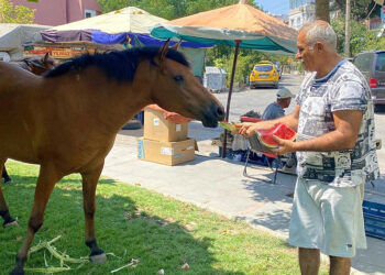 Manisa'da yılkı atları şehir merkezine indi