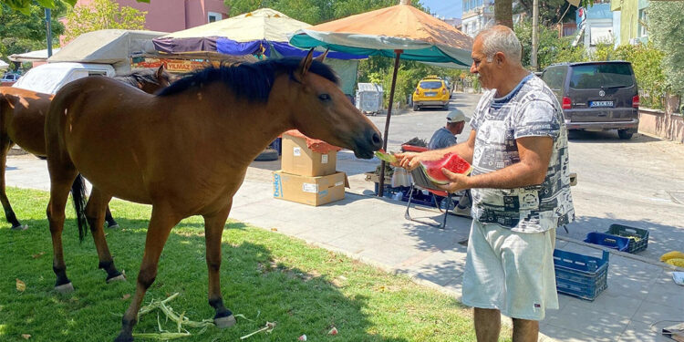 Manisa'da yılkı atları şehir merkezine indi