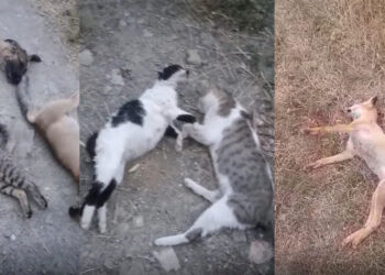 Yüksekova'da 10 köpek, 5 kedi ve 3 tilki ölüsü bulundu