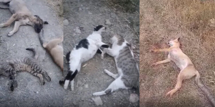 Yüksekova'da 10 köpek, 5 kedi ve 3 tilki ölüsü bulundu