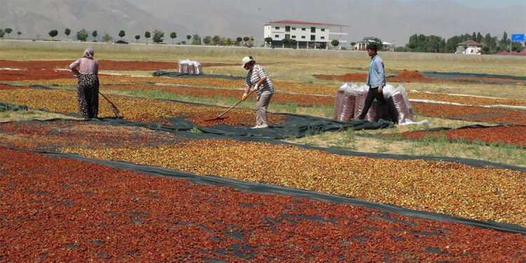 Ekşi elmaları kurutup fabrikalara satıyorlar