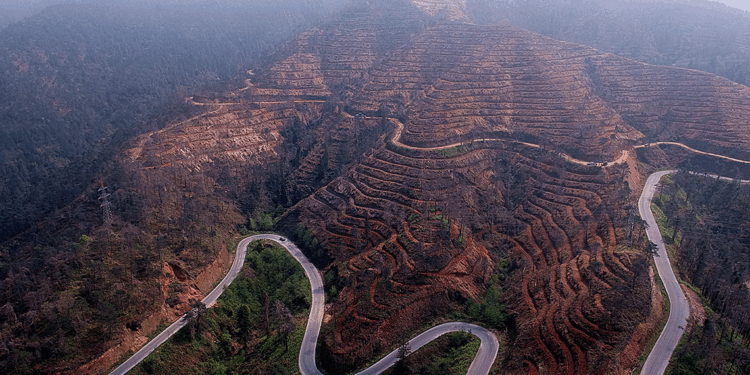 Yanan ormanların yeşertilmesinde ‘ekolojik denge’ uyarısı
