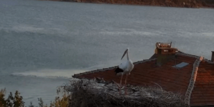 Yaren leyleğin depremi hissettiği anlar kamerada