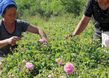 Zirai don gülü vurdu, rekolte yüzde 30 azaldı