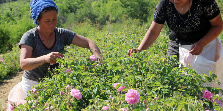 Zirai don gülü vurdu, rekolte yüzde 30 azaldı