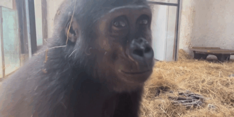Zeytin ismindeki yavru goril, ülkesine iade edecek