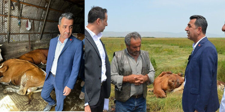 Şap hastalığı felakete dönüştü