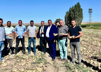 Patates tarladaki dert oldu