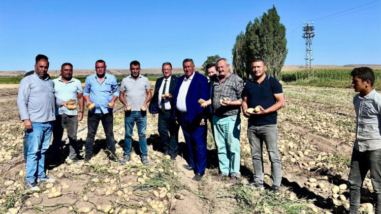 Patates tarladaki dert oldu