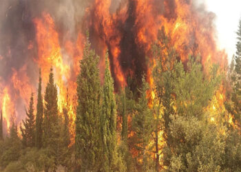 Çanakkale'de bu yıl 118 orman yangını çıktı