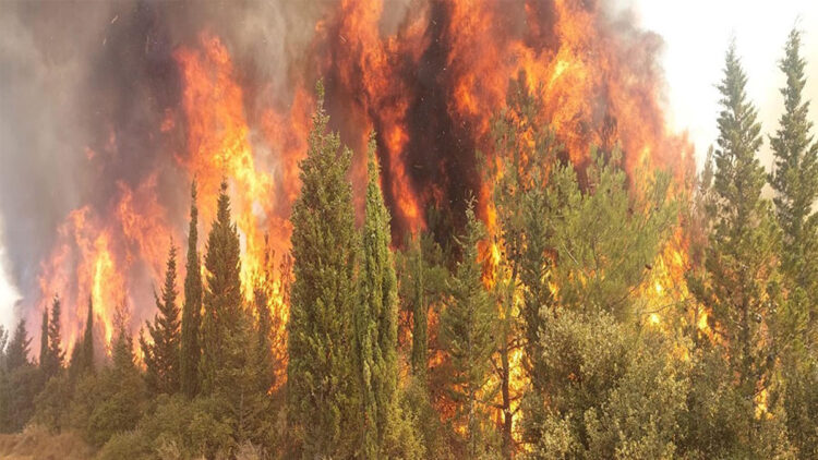 Çanakkale'de bu yıl 118 orman yangını çıktı