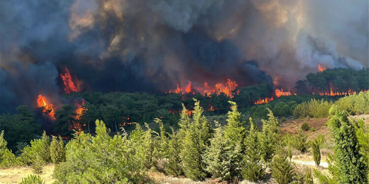 Orman yangınlarından sonra yapılan çalışmalar hakkında bilgi verildi