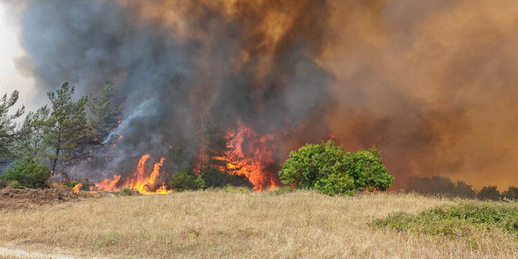 Çanakkale ve Adana'daki orman yangınları büyük ölçüde kontrol altına alındı