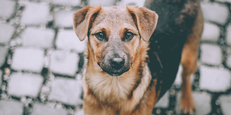 Sahipsiz sokak hayvanlarının toplatılmasına karar verildi