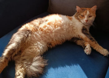 Kedi ya da köpek tüyünden insan ölmez